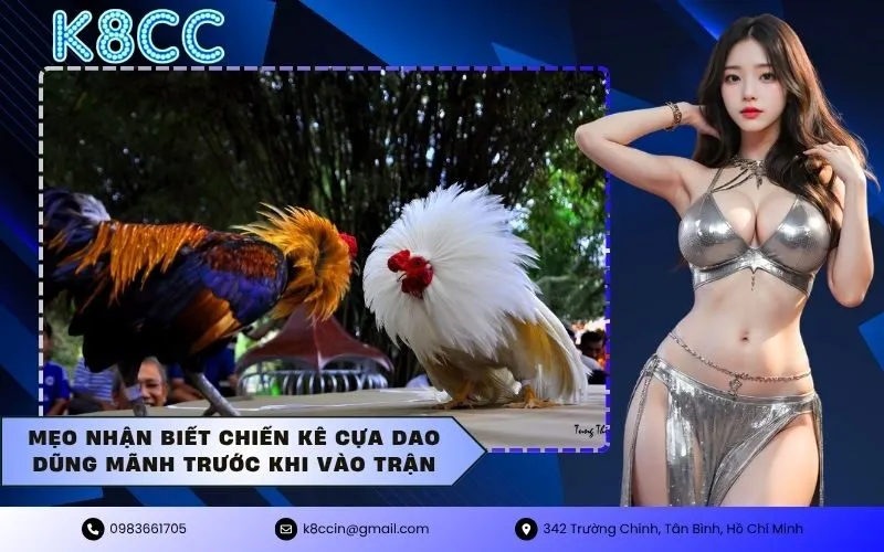 Mẹo nhận biết chiến kê cựa dao dũng mãnh trước khi vào trận