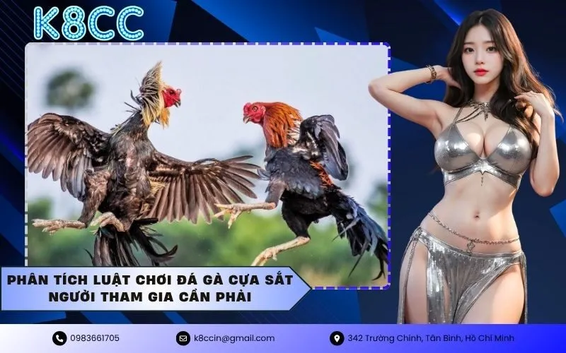Phân tích luật chơi đá gà cựa sắt người tham gia cần phải